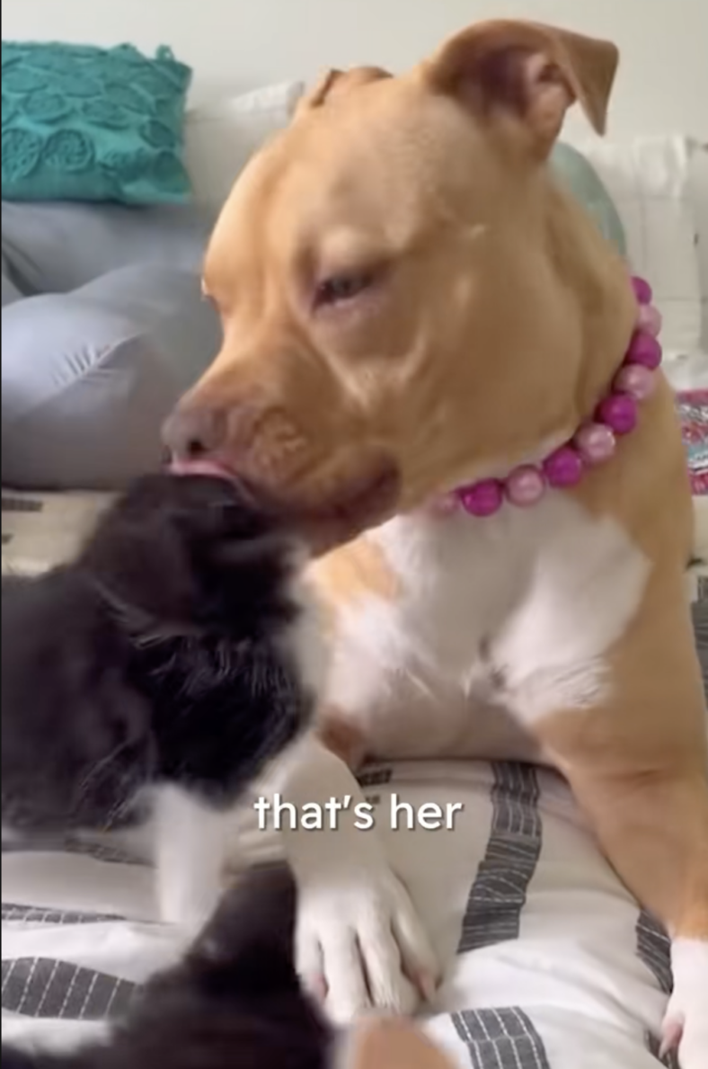 This Pitbull's Obsession With Small Animals Is The Sweetest Thing You'll See Today